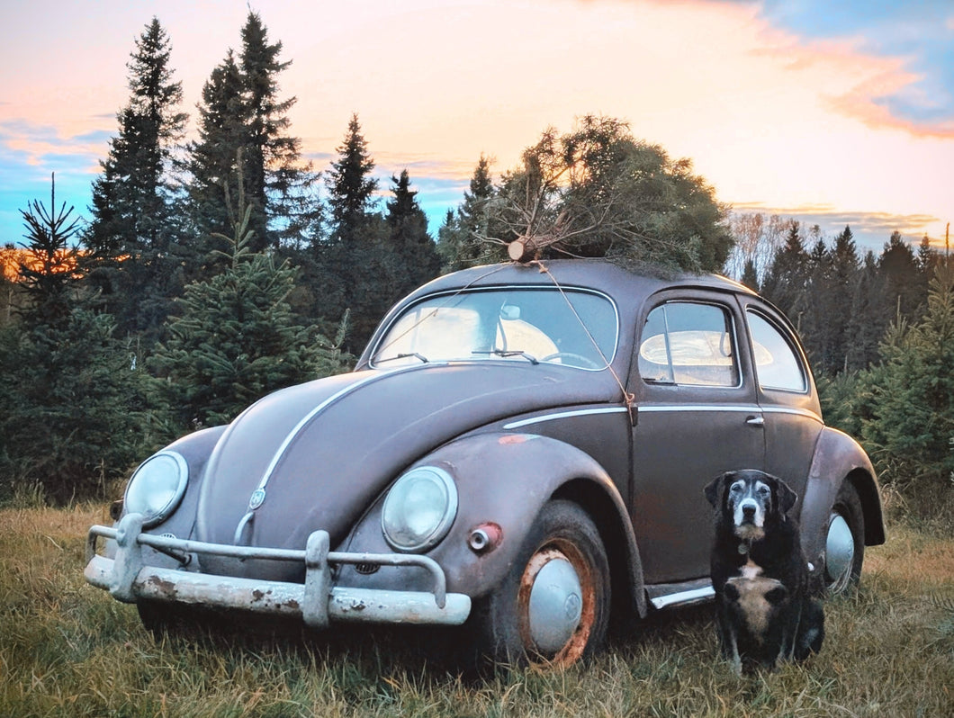 Photographer Prop Permit - 1957 Volkswagen Beetle - Single Session